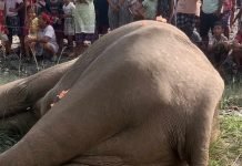 जंगली हात्ती मृत फेला