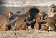 बाँदर नियन्त्रण गर्न ‘मङ्की पार्क’