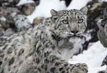 हिउँचितुवाको आक्रमणबाट मार्फामा १७ वटा भेडा मरे