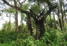 कार्बन व्यापारको सहज बाटो खुला