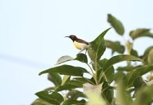 झापामा भेटियो बुंगे चरा, नेपालको नयाँ प्रजाति