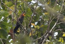 दक्षिण इलाममा भेटियो कोइलीको नयाँ प्रजाति