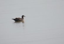 नेपालमा सामुद्रिक चराको नयाँ अभिलेख