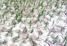 सुख्खा मधेश, खाद्य सुरक्षामा चुनौती