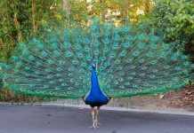 मयूर पंख