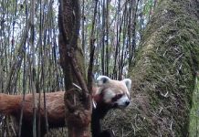 धवलागिरि गाउँपालिकाका जंगलमा भेटिए रेडपाण्डा