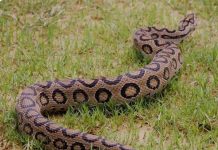 खेतमा भेटियो विषालु रसेल भाइपर