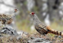 कालीगण्डकीका उच्च भेगमा बढे चिरकालिज