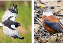 नेपाल विचरणमा प्रेमिल चरा