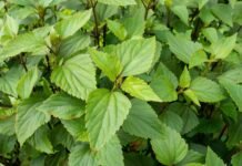 मिचाह प्रजाति बुझ्न हुँदैछ राष्ट्रिय सम्मेलन