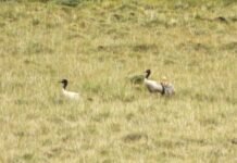 हुम्लामा बच्चासहित भेटियो कालीकण्ठ सारस