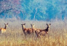 शुक्लाफाँटामा खरखडाइ खुला