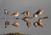 नेपालमा जलपक्षीको संख्या घट्दो