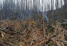 ड्रोनमार्फत वनलाई पुनःजीवन दिइँदै