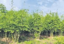 बाढी नियन्त्रण गर्न नदी किनारामा रोपियो ४ हजार बाँसका बिरूवा
