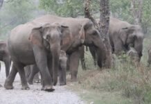 हात्तीको बथान बस्ती पस्यो, स्थानीय त्रासमा