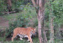 बाघ व्यवस्थापन गर्न ‘टाइगर सेन्चुरी’ योजना