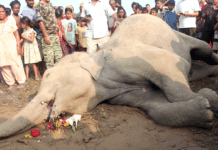 सर्लाहीमा वयस्क हात्ती मृत फेला